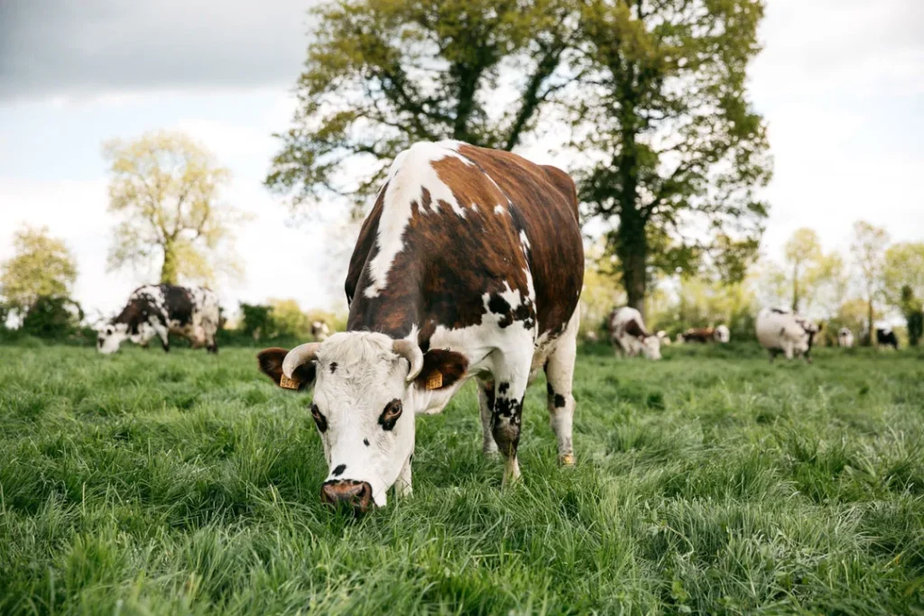 Vaches