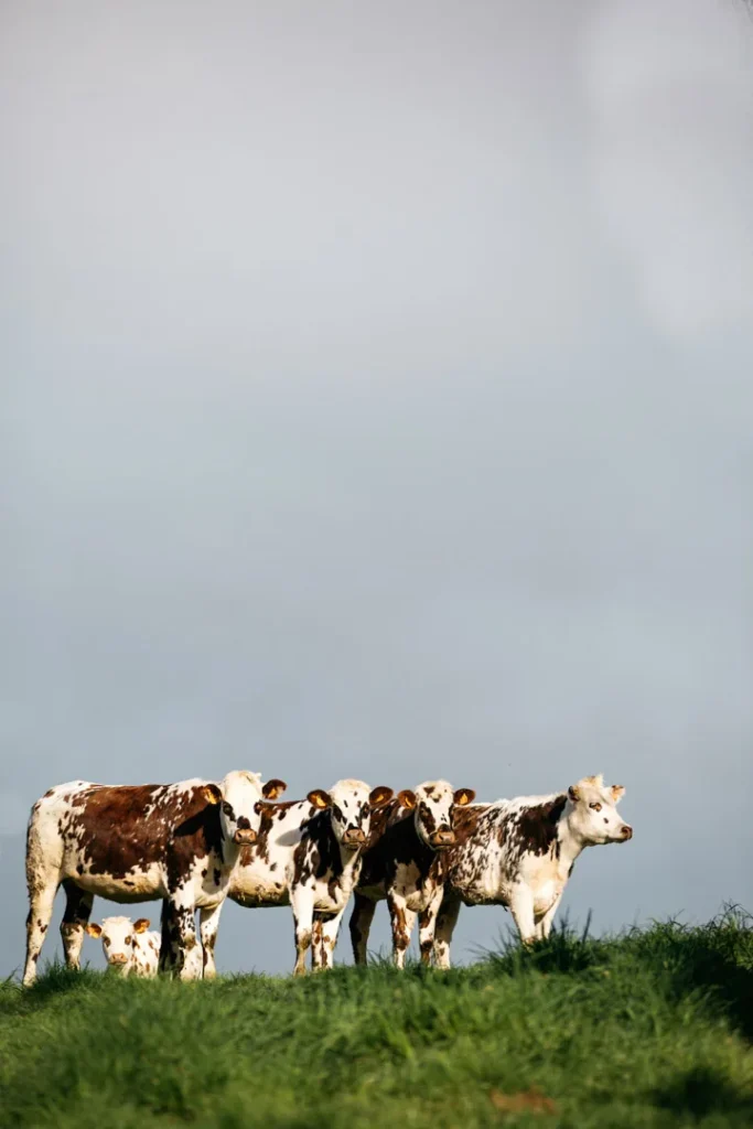 Vaches