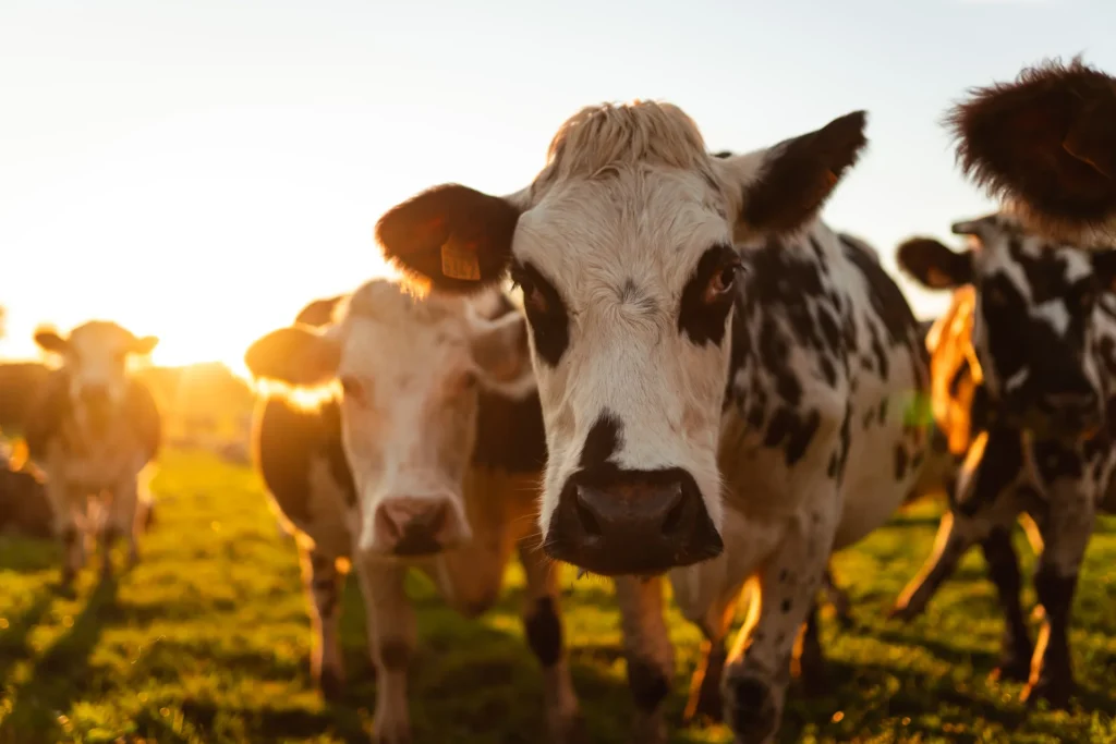Vache Normande