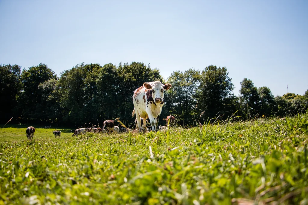 Vache Normande