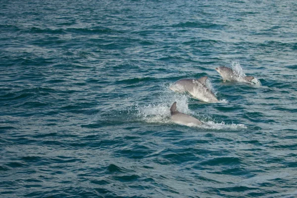 dauphin cotentin