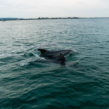 Dauphins