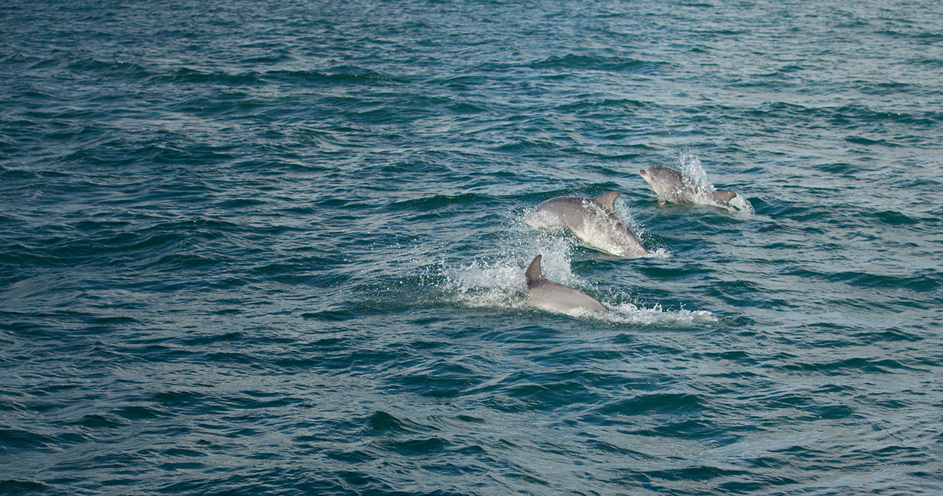 Voir des dauphins... s'ils veulent bien !