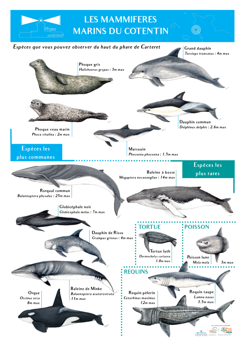 Cotentin : Les animaux marins